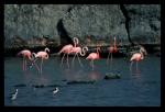 Flamingos im Gotomeer